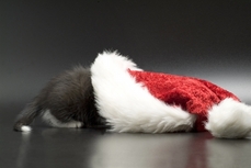 Kitten Hiding under a santa hat 